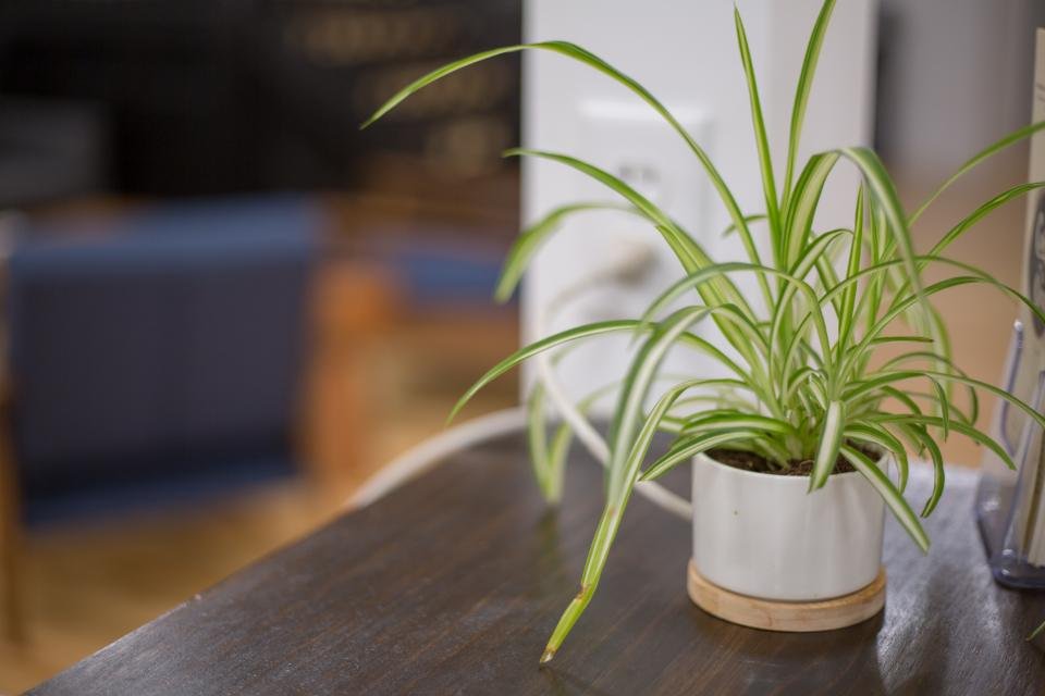 Plantas de interior