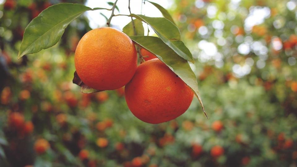 Naranjas de temporada